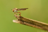 Holcocephala sp.