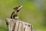 Baskilisk--Crooked-Tree--8635.jpg