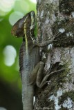 Striped-Basilisk-(Basiliscus-vittatus)---Cotton-Tree---6583.jpg