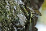 Striped-Basilisk-(Basiliscus-vittatus)---Cotton-Tree---6641pg