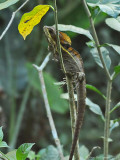 Striped-Basilisk-(Basiliscus-vittatus)---Cotton-Tree---6882pg
