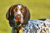 Truman Pye-Dog