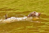Truman Pye-Dog