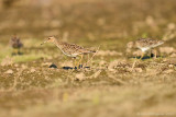 Pectoral Sandpiper