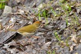 Ovenbird