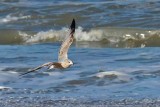 Ring-billed Gull