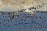 Lesser black-backed Gull