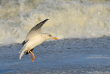 Lesser black-backed Gull