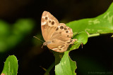 Southern Pearly-Eye