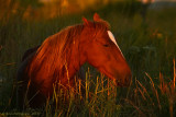 Wild Horse at Sunset