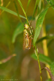 Red-legged Grasshopper