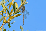 Shadow Darner