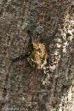 Greater White-lined Bat