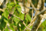 Rufous-tailed Hummingbird