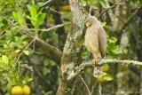 Roadside Hawk