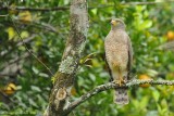 Roadside Hawk