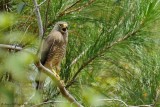 Roadside Hawk