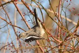 Northern Mockingbird