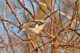 Northern Mockingbird