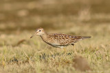 Pectoral Sandpiper