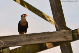 Northern Caracara