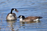 Canada Geese