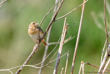 Grasshopper Sparrow