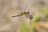 Ornate Pennant