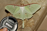 Luna Moth