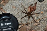 Six-spotted Fishing Spider