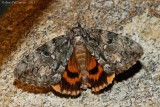 Oldwife Underwing