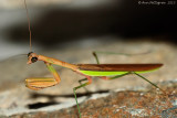 Chinese Mantis