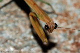 Chinese Mantis