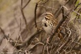 Song Sparrow