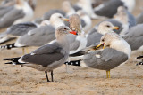 Heermanns & California Gulls