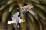 California Gulls