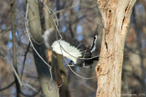 Pileated Woodpecker in Flight
