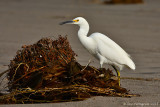 Snowy Egret