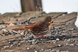 Fox Sparrow