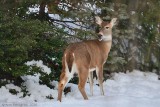 White-tailed Deer