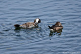 Ruddy Ducks