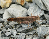 Carolina Grasshopper