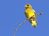 Greenfinch. (Carduelis chloris),