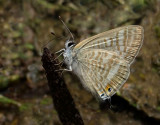 Long-tailed Blue - Lampides boeticus