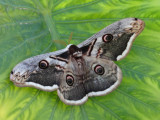 Giant Peacock Moth (Saturnia pyri).