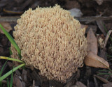 Ramaria-botrytis.