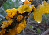 Tremella-mesenterica.