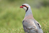 Chukker.(Alectoris chukar) Petrified Forest Road.