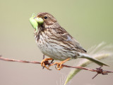 Corn-bunting.(Emberiza calandra)