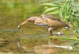 Little-Bittern.(Ixobrychus minutus)  Faneromeni lower  ford.